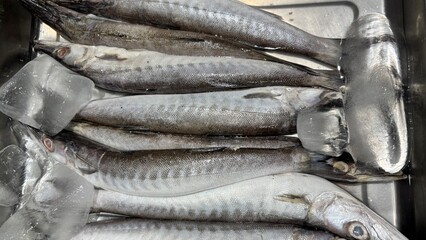 Fototapeta premium Piles of barracuda are sold at the market as a food ingredient.