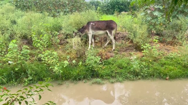 A donkey is walking along the bank of a small canal and eating the grass growing on the bank. 4k video
