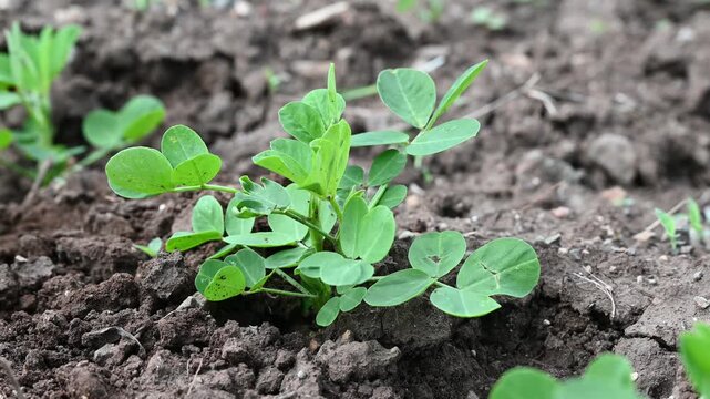 Peanut plant bushes growing in garden. Cultivation of groundnuts in open ground in temperate continental climate. Organic monkey nut sprout. Summer. Agriculture