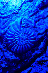 Prehistoric spiral ammonite fossil shell sculpted on a rough stone surface under vibrant blue lighting. Ideal for science, geology, and ancient history visual concepts. © vannet