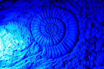 Beautifully detailed spiral ammonite fossil replica on rough stone illuminated in blue tones. Perfect commercial backdrop for geology, paleontology, and educational marine themes. © vannet