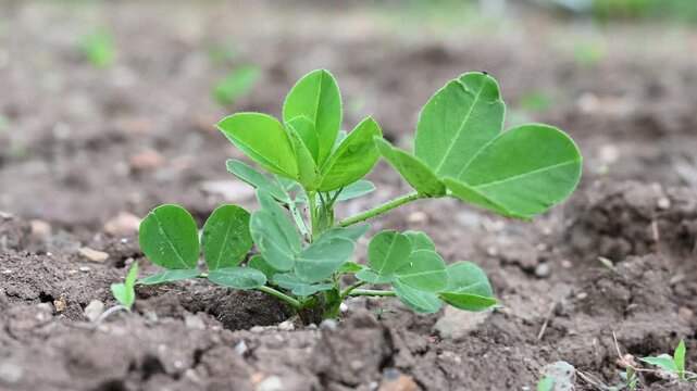 Peanut plant bushes growing in garden. Cultivation of groundnuts in open ground in temperate continental climate. Organic monkey nut sprout. Summer. Agriculture
