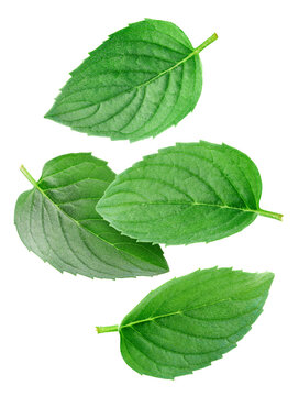 Organic flying mint leaves set close up. Levitation mint leaf isolated on white background with clipping path