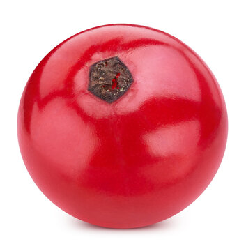 Red currant one berry object. Fresh organic raw red currant isolated on white background with clipping path