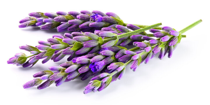 Lavender stems for packaging. Fresh ripe purple lavender flowers isolated on white background