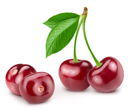 Cherry isolated on white background. Cherry leaf macro studio photo. Clipping path Cherry