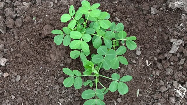 Peanut plant bushes growing in garden. Cultivation of groundnuts in open ground in temperate continental climate. Organic monkey nut sprout. Summer. Agriculture