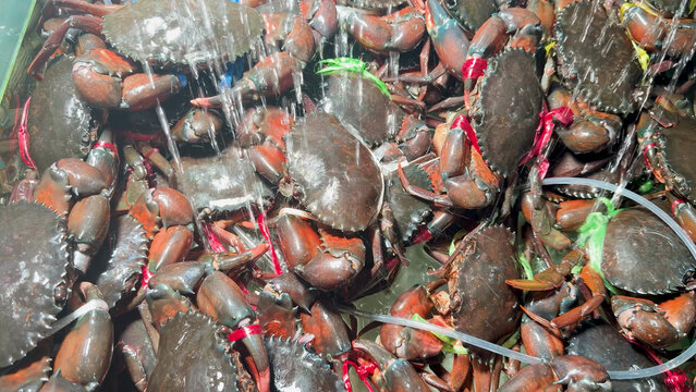 Fresh Live Mud Crabs with Tied Claws at Thailand Seafood Market