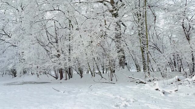 Snow-covered winter forest with branches heavily covered in fresh snow, creating a peaceful and picturesque woodland landscape on a cold winter day.	