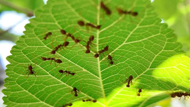 ants on leaf to making nest. colony of ants prepare to make nest.