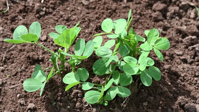 Peanut plant bushes growing in garden. Cultivation of groundnuts in open ground in temperate continental climate. Organic monkey nut sprout. Summer. Agriculture