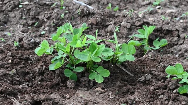 Peanut plant bushes growing in garden. Cultivation of groundnuts in open ground in temperate continental climate. Organic monkey nut sprout. Summer. Agriculture