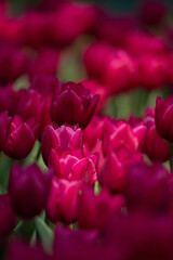 Obraz premium 満開に咲き誇る一面の赤色のチューリップの花畑と春の光 