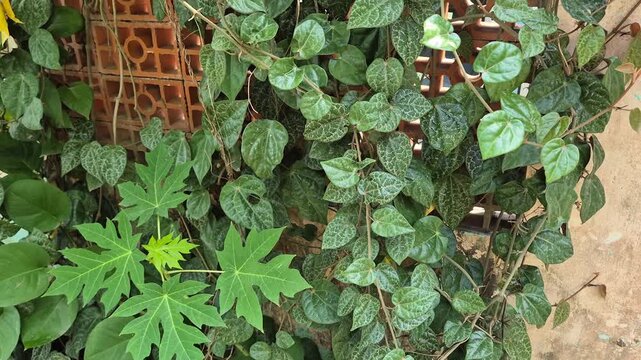 Tilt up shot of lush green climbing plants and papaya leaves on brick wall, tropical garden background