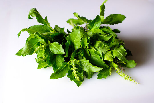 Bunch of fresh green holy basil leaves with flowers resting on a white surface. Close-up high angle view conveying organic freshness, representing healthy aromatic herbs and Asian cooking ingredients.