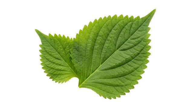 Fresh green perilla leaves for healthy cooking