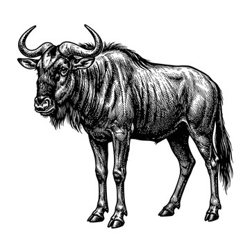 Vintage engraving illustration of an African wildebeest or gnu, detailed black and white sketch style isolated for wildlife design projects.