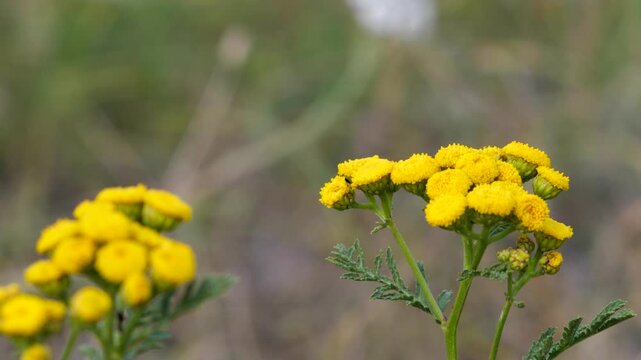 Two small butterflies resting on bright yellow tansy wild flowers in a field, highlighted by warm natural daylight and soft green background bokeh.