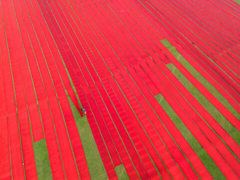 Aerial view of long strips of vibrant red fabric drying on a green field, with a worker tending to the textiles in Narsingdi, Dhaka Division, Bangladesh.