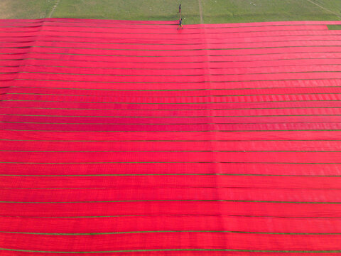 Aerial view of long strips of vibrant red fabric laid out to dry on a lush green field with a worker walking across the textile rows in Narsingdi, Dhaka Division, Bangladesh.