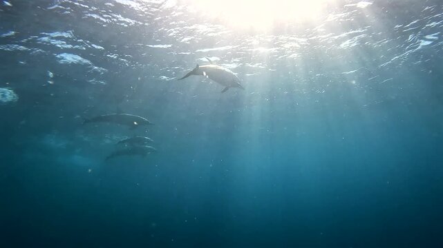 A small group of common dolphins swimming through sunlight and visible sunrays in clear ocean water during the annual Sardine Run off the coast of South Africa.
