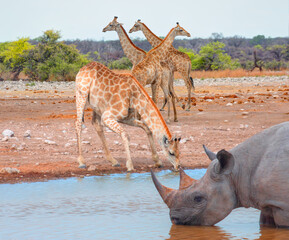 A rhino is drinking water in a small lake - Giraffe family walking in the Etosha park - Etosha National Park, Namibia, Africa  © muratart