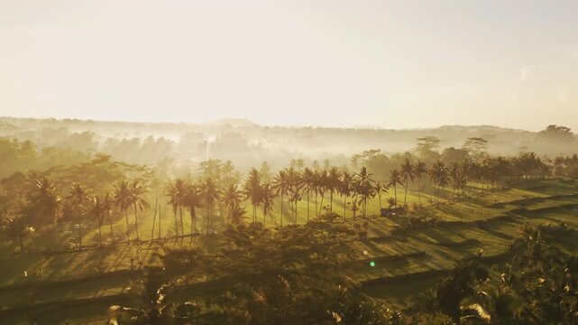 Breathtaking high angle panorama of Mancingan rice fields in central Bali &ndash; Vivid green paddy terraces, narrow walking trail flanked by palm trees and glowing sunrise light, background asset 4k