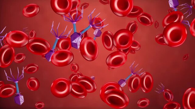 Animated Red Blood Cells and Bacteriophages Drifting Through Bloodstream