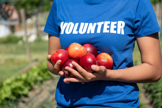 Volunteer in blue t shirt holding freshly harvested red apples for donation