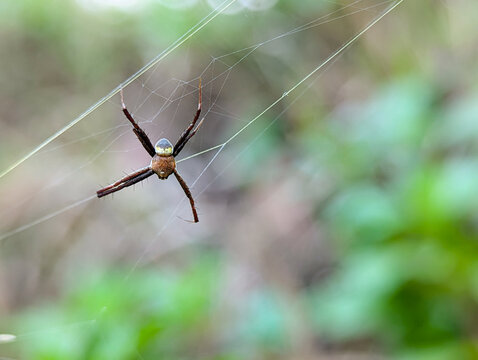 beautiful wildlife macro photo of vibrant orb weaving spider waiting for prey in the garden 