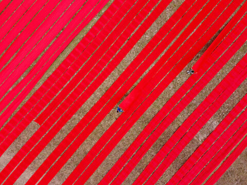 Aerial view of long strips of vibrant red fabric laid out to dry in a large field with workers tending to the material in Narsingdi, Dhaka Division, Bangladesh.