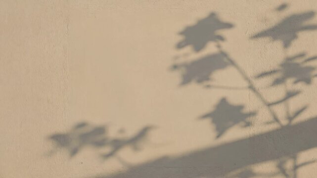 Leaves shadow on a wall with sunlight, concept of tranquil nature. Abstract, blurred background of gray shadows of plants and flowers swaying in the wind on a beige wall