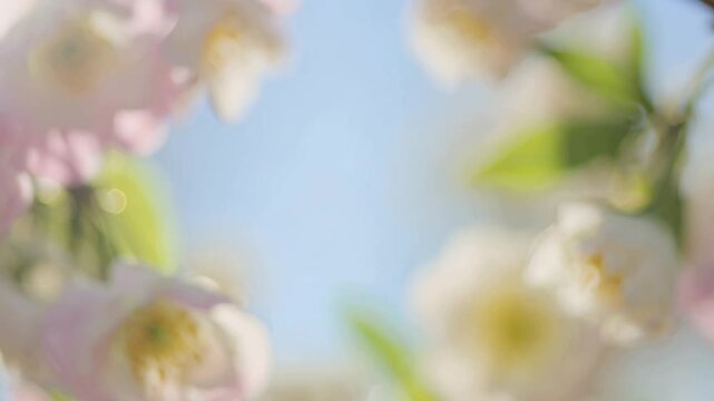 Blurry spring cherry blossom branches swaying gently in the wind, creating a beautiful bokeh background against a clear blue sky with a dreamy, peaceful aesthetic