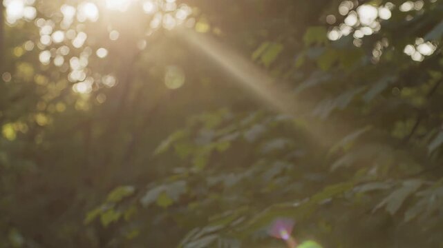 Warm evening sun shining through green tree leaves in a forest, creating a beautiful bokeh effect and natural lens flare during a peaceful and magical sunset or sunrise