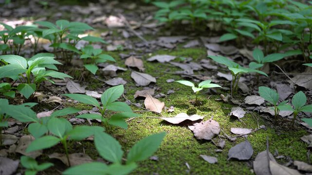 Dappled sunlight moving across a lush green mossy patch and small seedlings on the forest floor in a peaceful and mysterious woodland setting symbolizing new beginnings