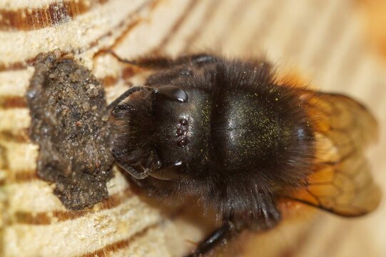 Closeup on a vibrant colored and fluffy, cute female European orchard or mason bee , Osmia cornuta closing of her nest with mud
