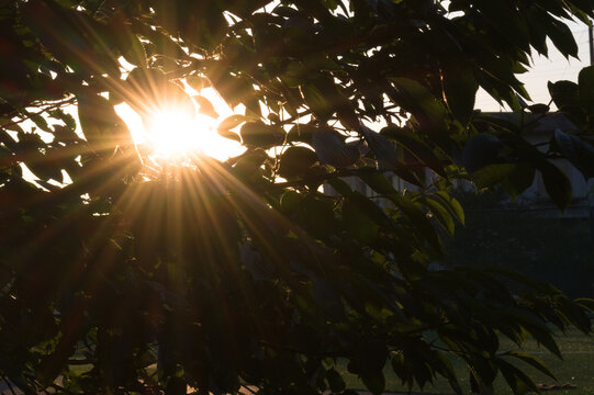 Bright sunburst shining through green tree leaves during golden hour in nature