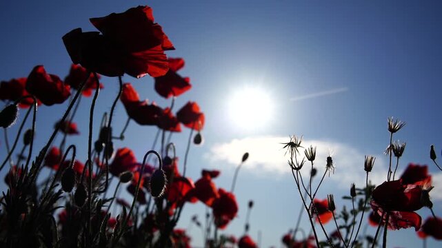 Red poppy flowers swaying under bright sunlight in nature field. Stationary low angle view captures vibrant blossoms moving softly in light breeze.