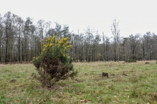 Closeup on a Common gorse shrub, Ulex europaeus an invasive species in North America