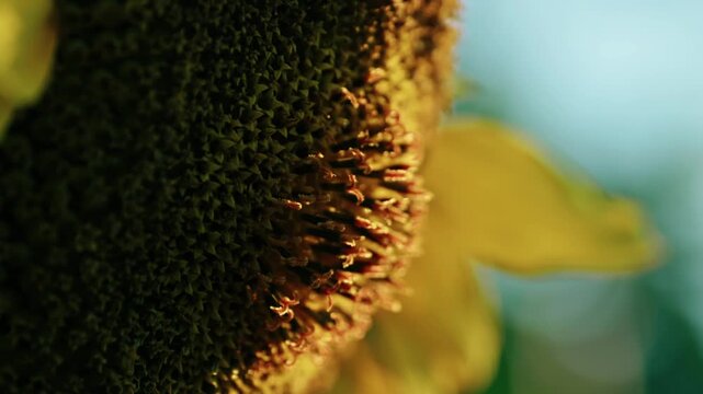 Macro close-up of a blooming yellow sunflower head with opening florets in warm golden sunlight on a farm field.
