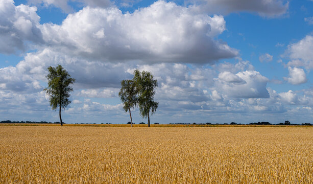 Kornfelder und Strohballen im Land Brandenburg, Landwirtschaft und Ackerbau, Neuruppin, Brandenburg, Deutschland