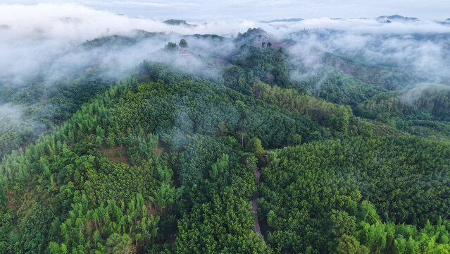 Aerial view from drone of the forest and mountain range on cloudy morning