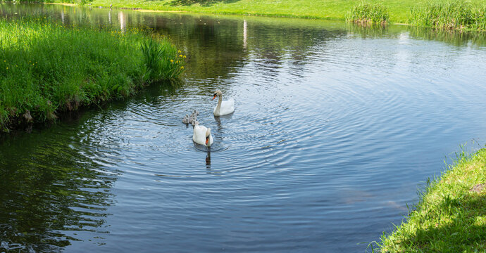 Landschaft mit kleinem Fluss und Schw&auml;nen im Wasser, Potsdam, Brandenburg, Deutschland