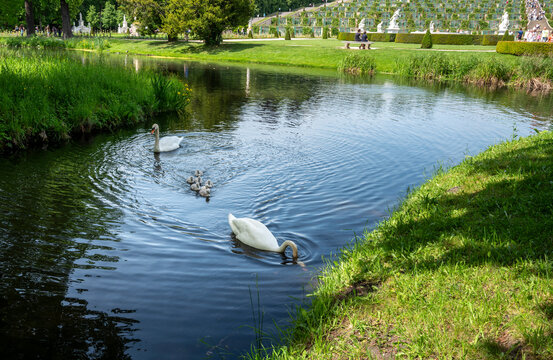Landschaft mit kleinem Fluss und Schw&auml;nen im Wasser, Potsdam, Brandenburg, Deutschland