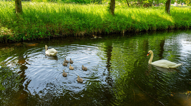 Landschaft mit kleinem Fluss und Schw&auml;nen im Wasser, Potsdam, Brandenburg, Deutschland