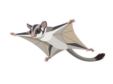 Flying Gray Sugar Glider Mid Air Leap.
