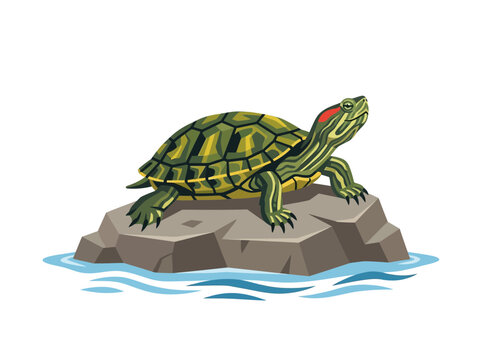 Colorful Painted Turtle Resting On Rock Near Water.