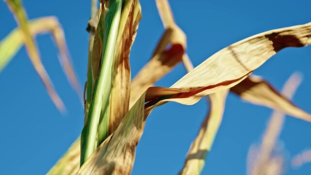 Ripe corn tops, golden dry leaves, and tassels reaching against a clear blue sky on an agricultural field in sunny weather.