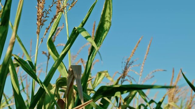Ripe corn tops, golden dry leaves, and tassels reaching against a clear blue sky on an agricultural field in sunny weather.