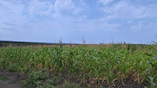 Scenic view of a green cornfield under a cloudy blue sky